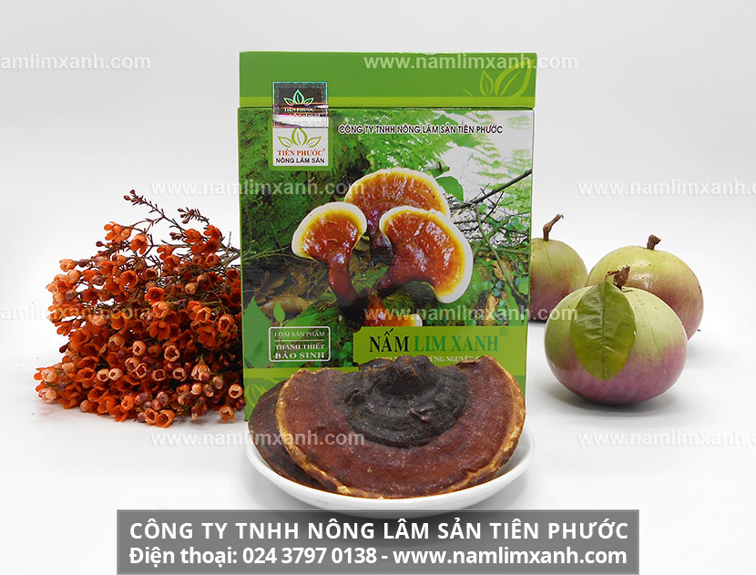 Nấm lim xanh Đà Nẵng với đặc điểm nấm lim xanh Đà Nẵng như thế nào