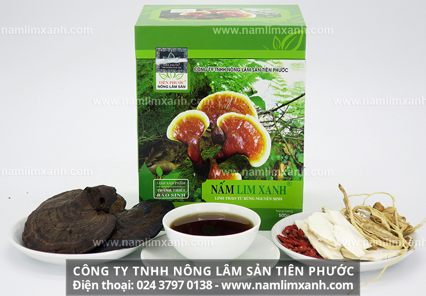 Nấm lim xanh Nông Lâm là gì và nấm lim rừng có tác dụng chữa ung thư