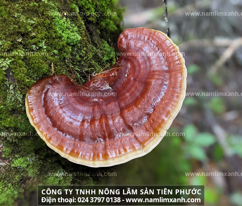 Nấm lim xanh Quảng Ninh chữa bệnh tốt không Công dụng nấm lim rừng