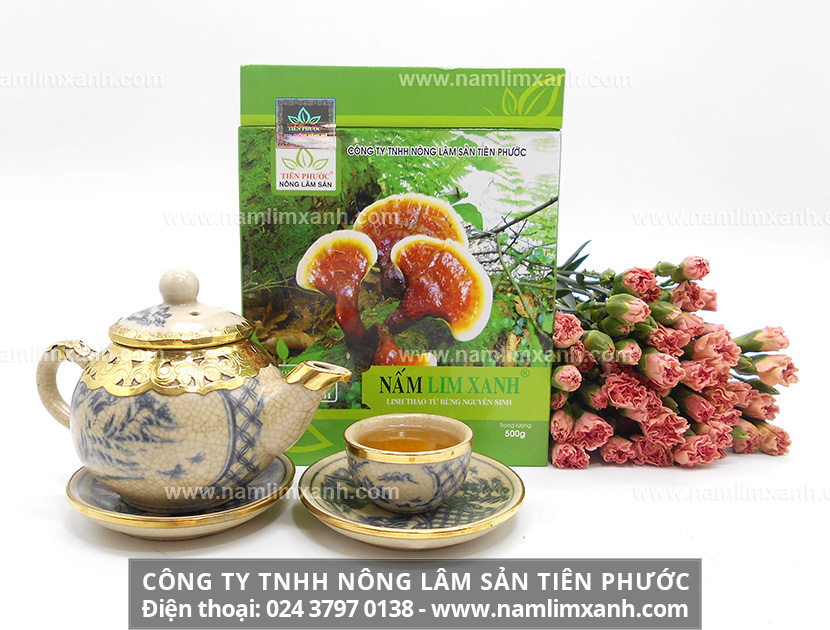 Nấm lim xanh Tiên Phước chính gốc mua ở đâu và có công dụng gì