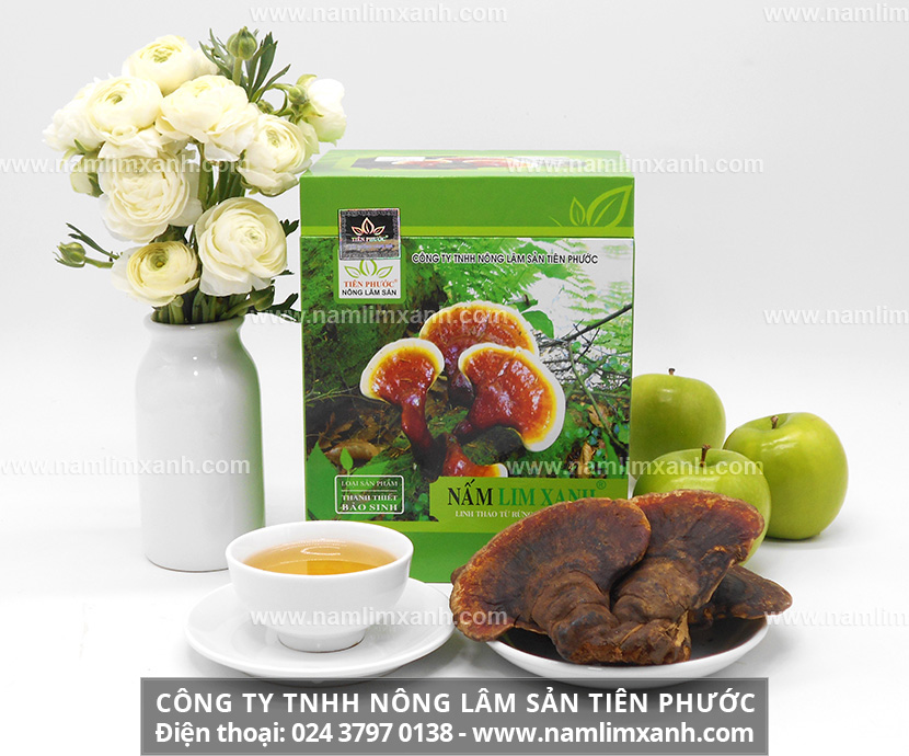 Nấm lim xanh Tiên Phước chính gốc mua ở đâu với mua nấm lim xanh