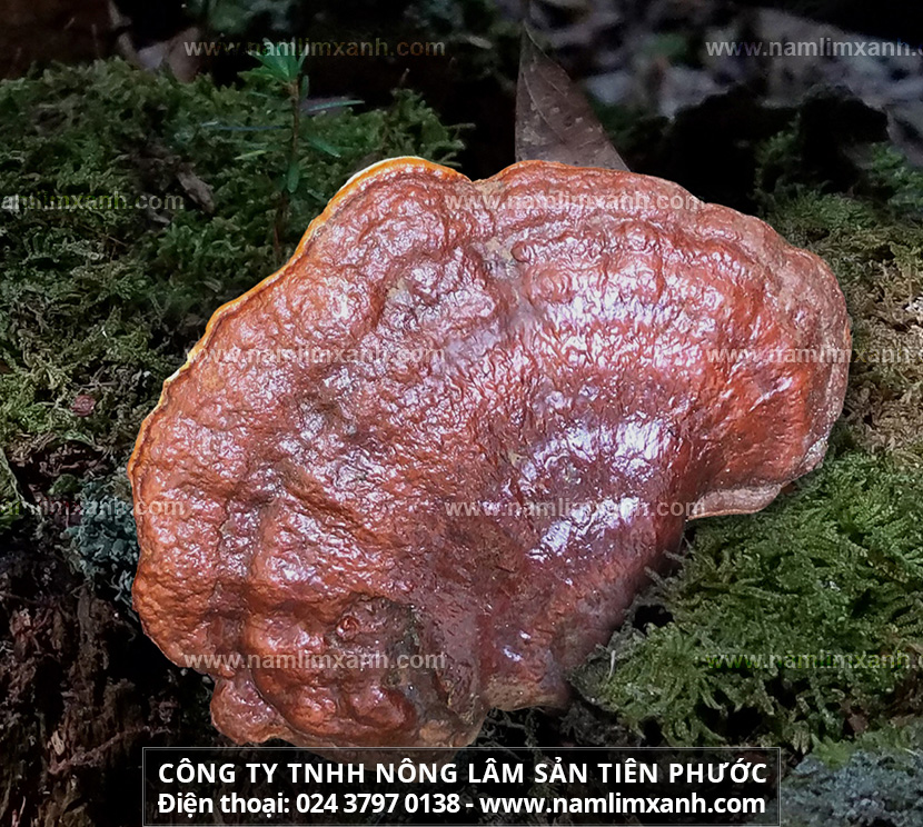 Nấm lim xanh Tiên Phước giá bao nhiêu 1kg và Mua nấm lim xanh ở đâu giá tốt và địa chỉ bán nấm lim xanh Công ty TNHH Nông lâm sản Tiên Phước