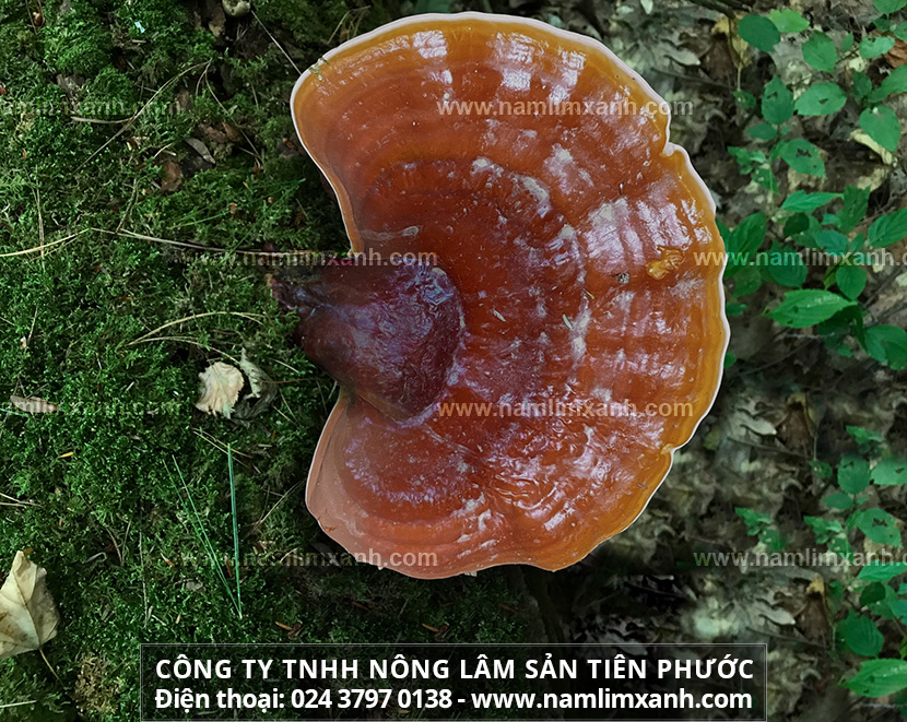 Nấm lim xanh Tiên Phước giá bao nhiêu tiền 1kg