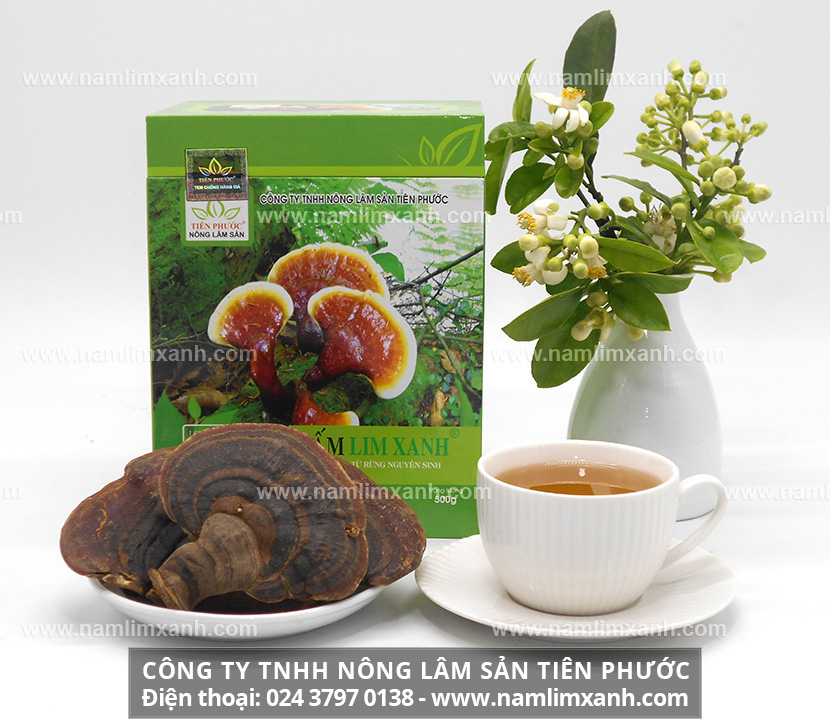 Nấm lim xanh Việt Nam mọc ở đâu và tác dụng của nấm lim xanh