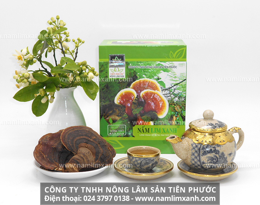 Nấm lim xanh chất lượng, được thợ sơn tràng hái trong rừng đảm bảo nguồn gốc chính xác của sản phẩm.