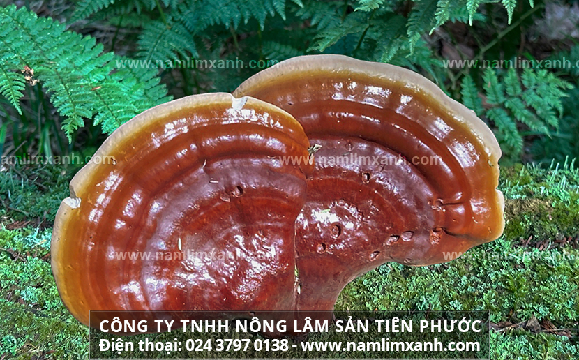 Nấm lim xanh chữa bệnh ung thư hiệu quả như thế nào