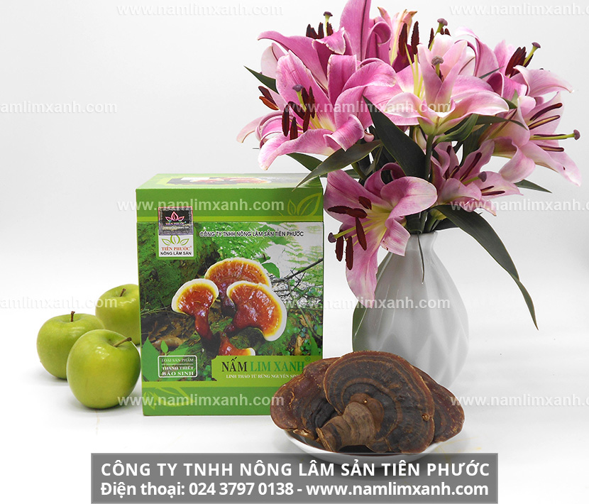 Nấm lim xanh chữa bệnh ung thư phổi như thế nào