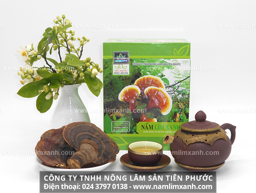 Nấm lim xanh chữa tai biến mạch máu não và công dụng nấm lim xanh bồi bổ cơ thể, tăng cường chức năng