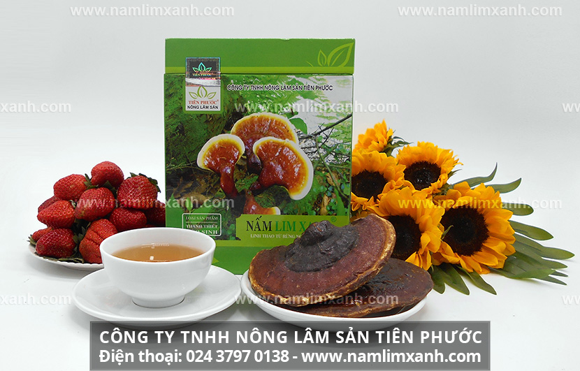 Nấm lim xanh chữa ung thư phổi có hiệu quả không và công dụng nấm lim