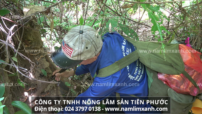 Nấm lim xanh có tác dụng phụ không tác hại của nấm lim xanh như thế nào?