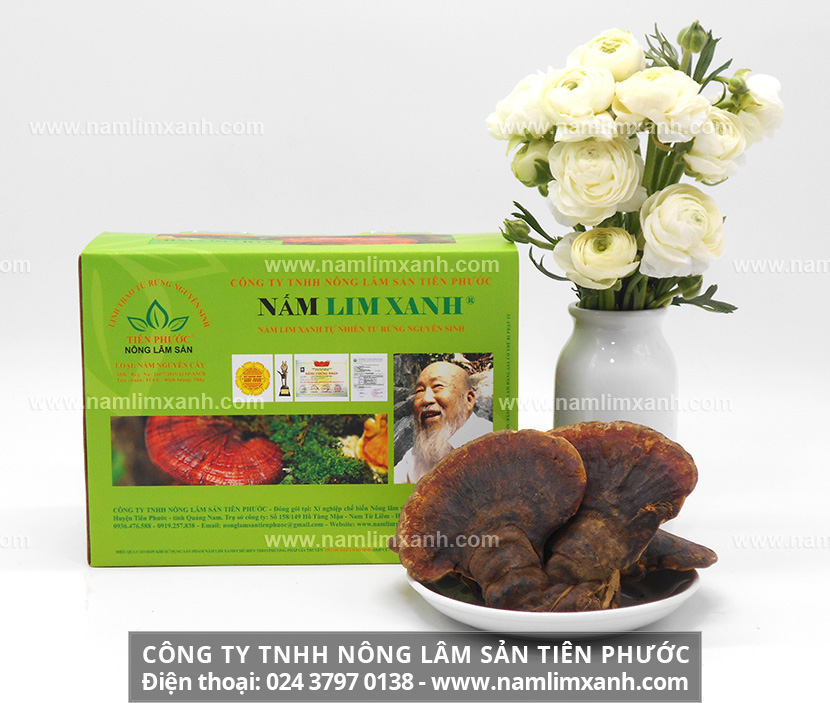 Nấm lim xanh của Lào có tác dụng gì và nấm lim xanh phòng, trị ung thư