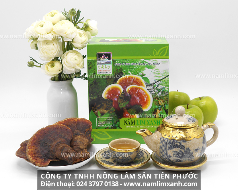 Nấm lim xanh của Lào là gì với nguồn gốc các loại nấm lim xanh của Lào