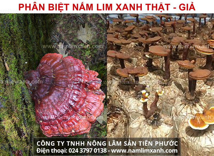 Nấm lim xanh giả có mấy loại cách phân biệt nấm lim xanh rừng thật giả