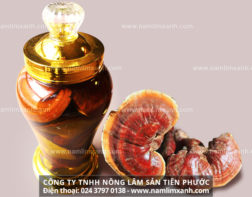 Nấm lim xanh ngâm rượu có được không