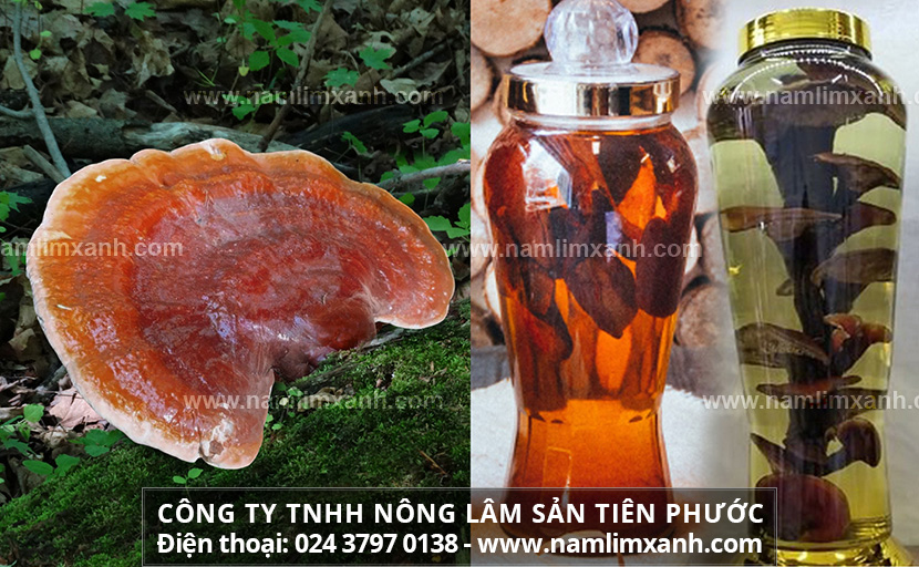 Nấm lim xanh ngâm rượu có tác dụng gì và Cách ngâm rượu nấm lim