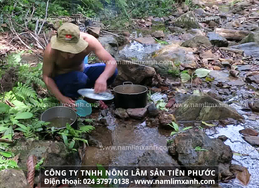 Nấm lim xanh rừng tác dụng hỗ trợ phòng, điều trị bệnh