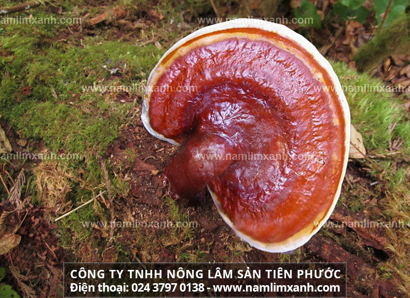 Nấm lim xanh tác dụng gì và Nấm lim xanh có chữa được ung thư