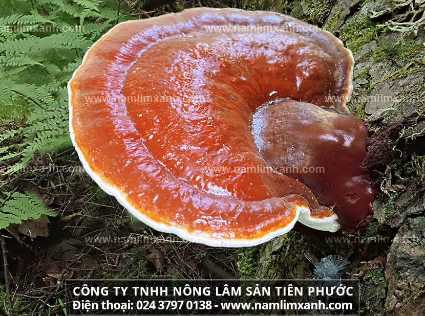 Nấm lim xanh trên thị trường và bảng giá bao nhiêu 1kg