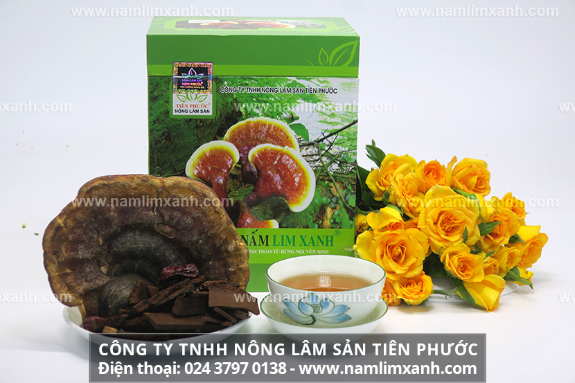 Nấm lim xanh trị bệnh ung thư thế nào và cách dùng hiệu quả