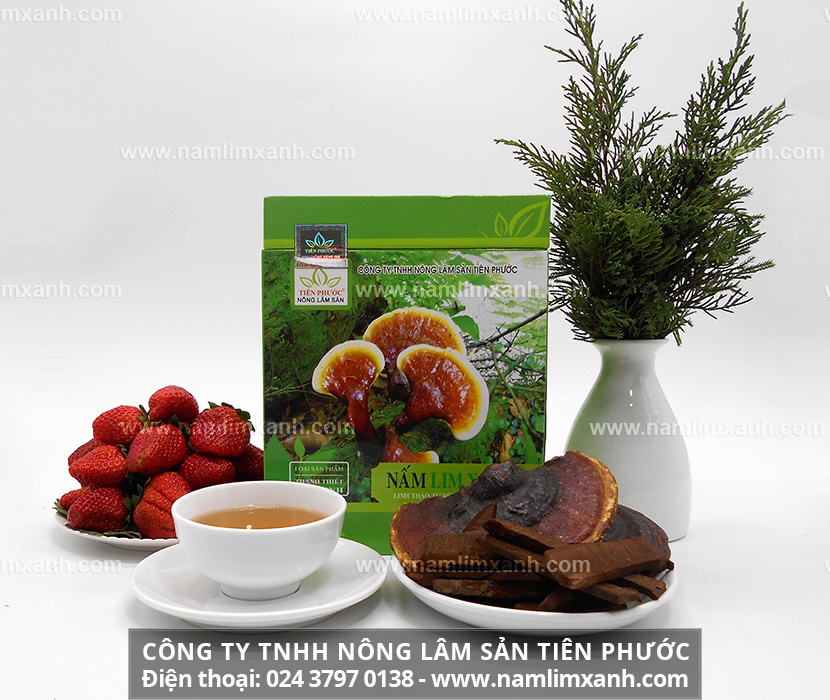 Nấm lim xanh trị ung thư qua từng giai đoạn