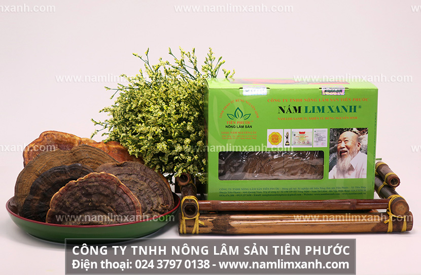 Nấm lim xanh tự nhiên và hành trình thu hái