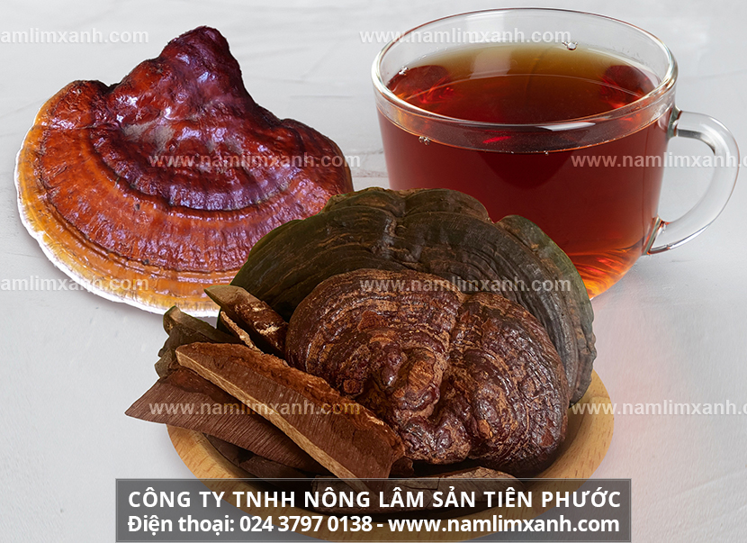 Nấm lim xanh uống như thế nào và Cách sử dụng nấm lim xanh rừng