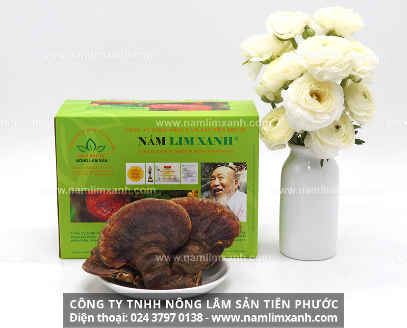 Nấm lim xanh và công dụng chữa bệnh gan