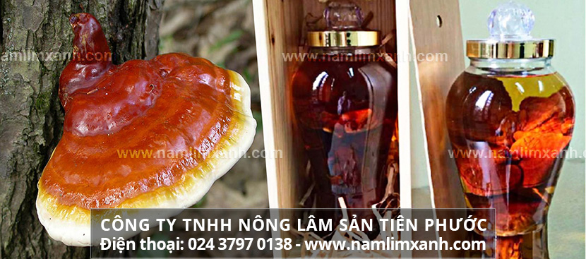 Ngâm rượu nấm lim xanh dùng loại nào tốt nhất và Sơ chế nấm lim xanh rừng tự nhiên