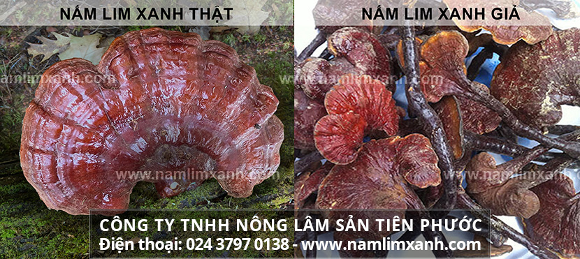 Nhận biết nấm lim xanh rừng qua hình ảnh nấm lim xanh thật