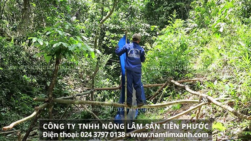 Nơi bán nấm lim xanh tại Đà Nẵng đúng chính hãng