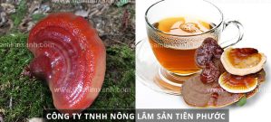 Sử dụng nấm lim xanh như thế nào Tác dụng nấm lim chữa ung thư