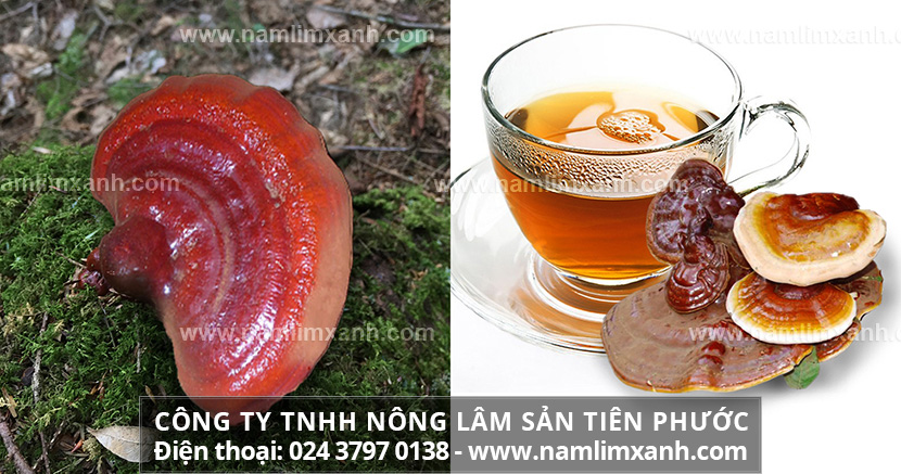 Sử dụng nấm lim xanh như thế nào Tác dụng nấm lim chữa ung thư