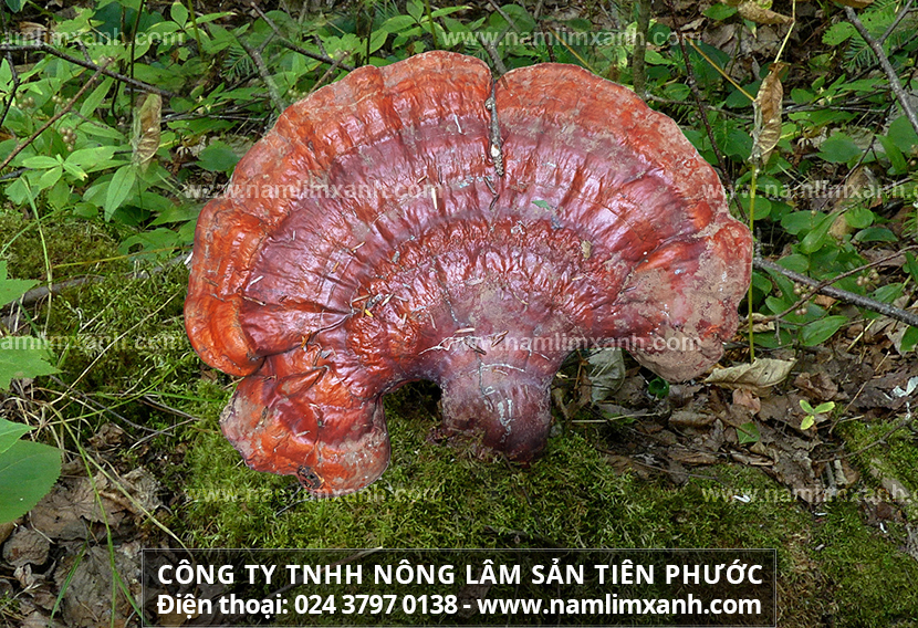 Tác dụng của nấm lim xanh rừng được nhiều người biết đến trong điều trị bệnh và chăm sóc sức khỏe.