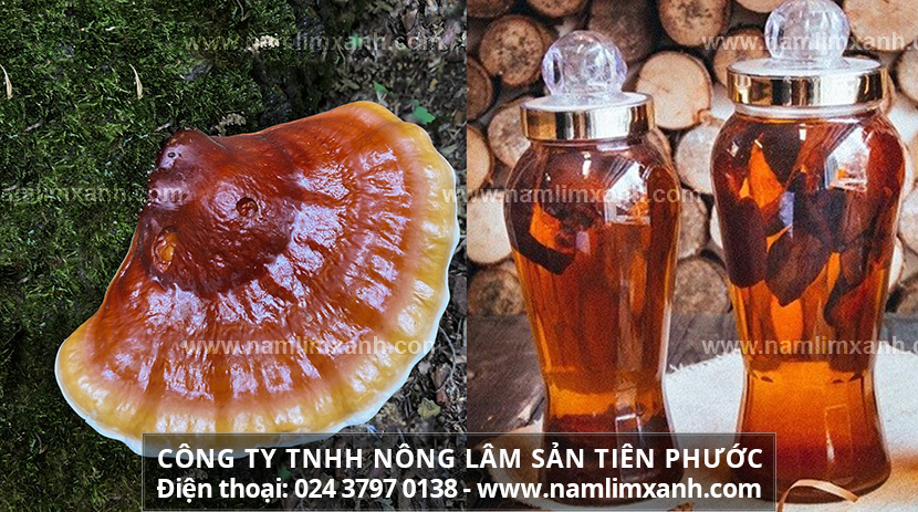 Tác dụng nấm lim xanh giúp tăng cường sinh lực phái mạnh và cách ngâm hiệu quả