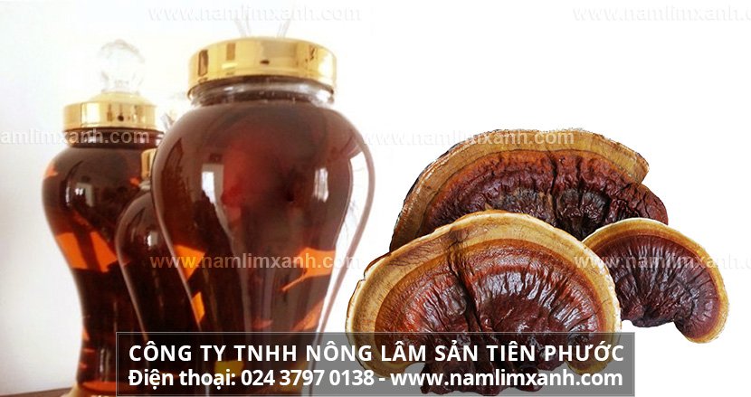 Tác dụng nấm lim xanh giúp tăng cường sinh lực phái mạnh và công dụng chữa bệnh của rượu nấm lim