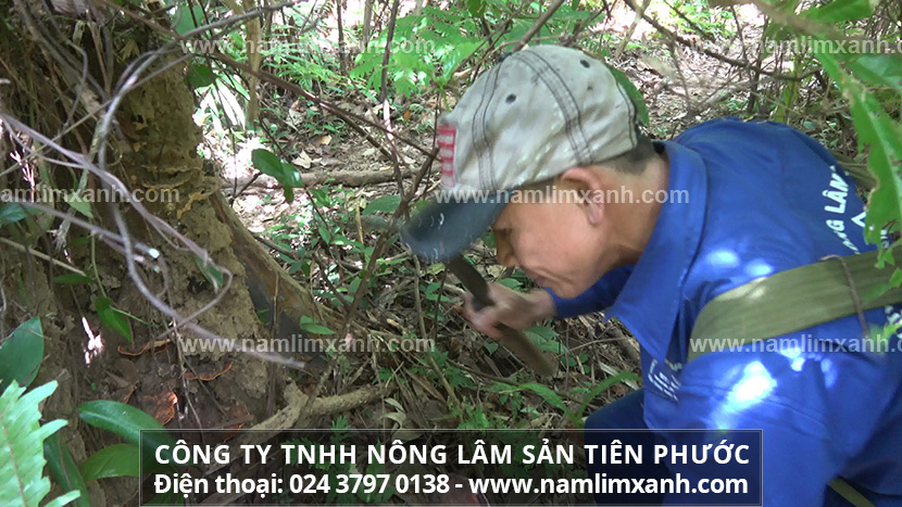 Tác hại của nấm lim xanh giả Hình ảnh nấm linh chi dễ bị nhầm sang nấm lim rừng