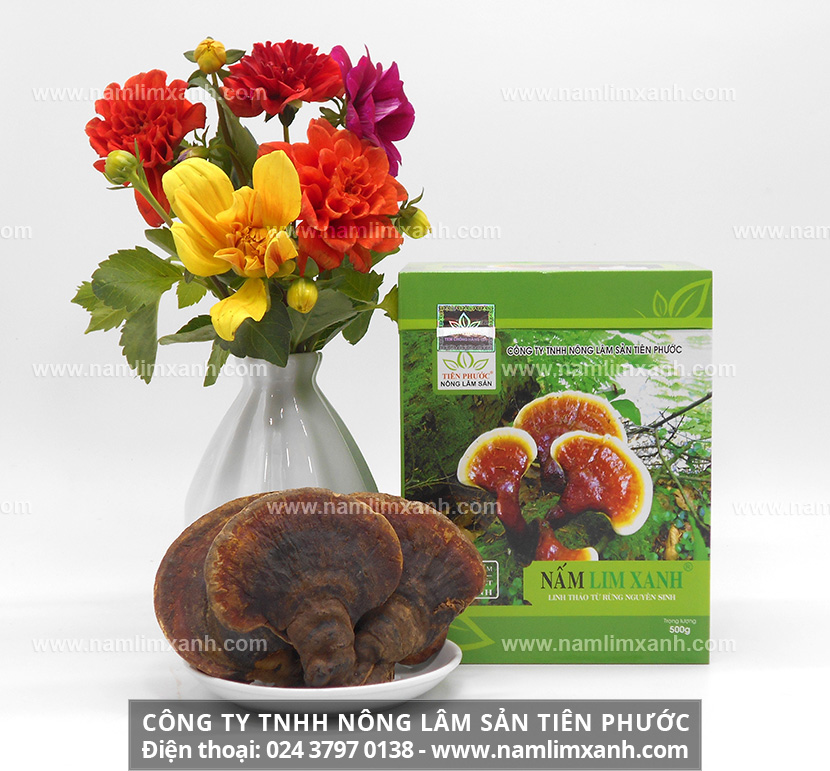 Tại sao nấm lim xanh chữa được ung thư