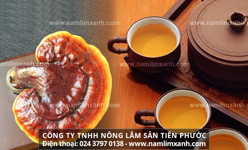 Uống nấm lim xanh có tác dụng gì và Cách dùng nấm lim xanh tốt nhất