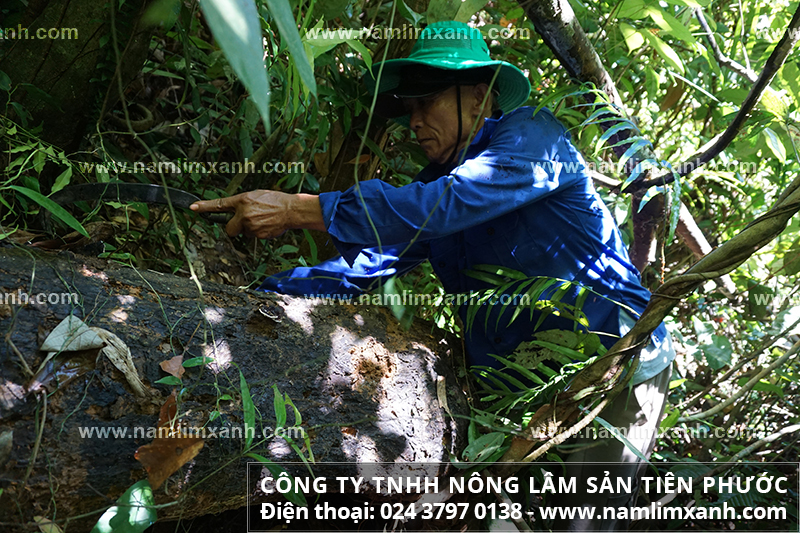 Cách dùng nấm lim xanh của Lào và cách sơ chế nấm lim xanh của Lào
