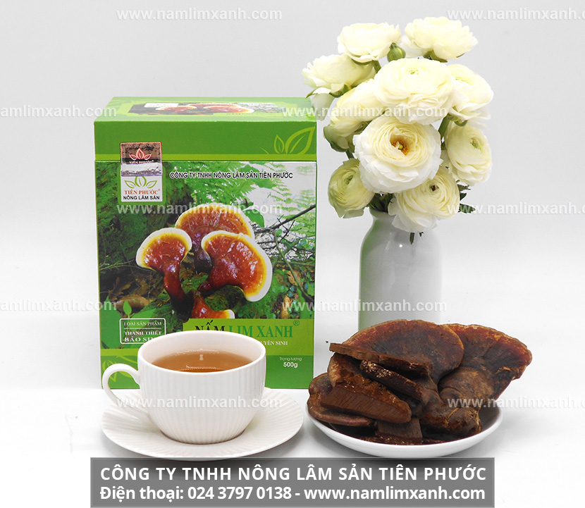 Nấm lim xanh chữa bệnh ung thư gì và Cách dùng nấm lim xanh rừng chữa bệnh